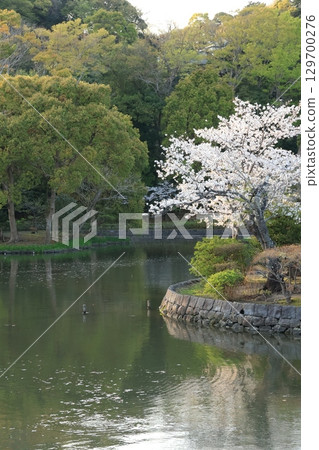 Cherry blossoms blooming in the grounds of Tsurugaoka Hachimangu Shrine in Kamakura 129700276