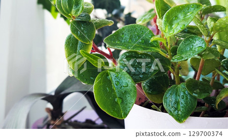 Close-up of Peperomia obtusifolia leaves with water drops in a white pot by the window Close-up of Peperomia obtusifolia leaves with water drops in a white pot by the window 129700374