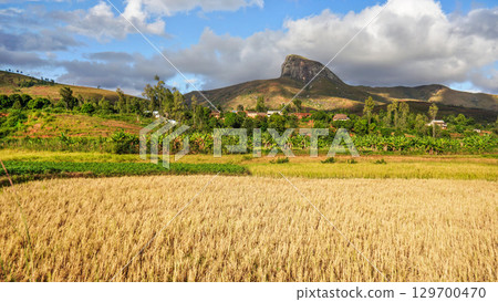 Sun shines on wheat fields in foreground, green and yellow rice terrace fields on small hills, clay houses and rocky mountain distance. Typical scenery of Andringitra region near Sendrisoa Sun shines on wheat fields in foreground, green and yellow rice terrace fields on small hills, clay houses and rocky mountain distance. Typical scenery of Andringitra region near Sendrisoa 129700470