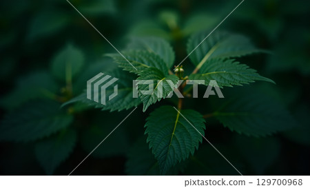 Close-up shot of fresh green leaves, perfect for representing nature, growth, and environmental consciousness in a calm tone Close-up shot of fresh green leaves, perfect for representing nature, growth, and environmental consciousness in a calm tone 129700968