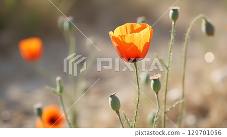 Close up of a Beautiful Poppy flower with shallow depth of field outdoors and natural light during summer 129701056