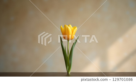 A Single Yellow Tulip Stands in Elegant Simplicity Presenting Natural Beauty and Grace with Green Leaves 129701086