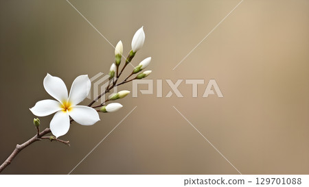 Elegant frangipani flower bloom and buds on a branch against a blurred neutral background with generous copy space 129701088