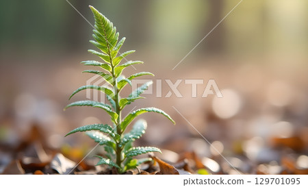 The vibrant fern sprout in a forest symbolizes fresh beginnings and enduring resilience of nature 129701095
