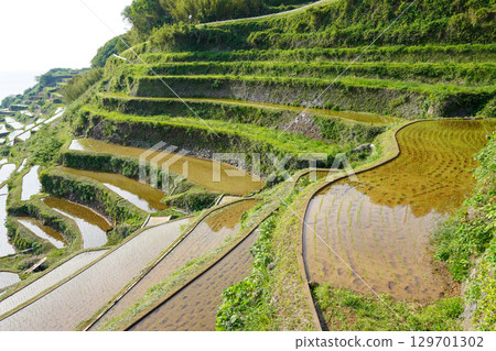 浜野浦梯田，日本百佳梯田之一 129701302