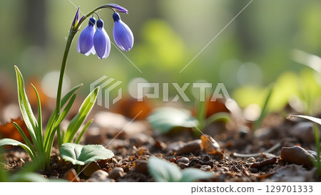 A close up of a gentle bluebell flower in a serene forest during springtime creating a peaceful and natural view 129701333