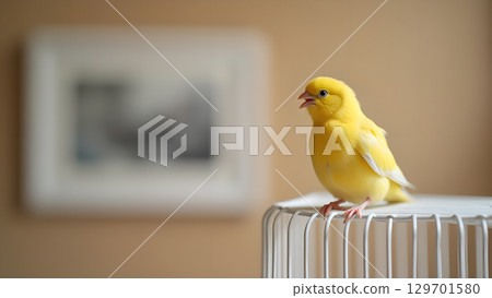 A vibrant yellow canary perched upon a white metal cage singing cheerfully in a warm setting 129701580