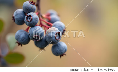 A close-up shot showcases a cluster of ripe blueberries on a vibrant branch in nature A close-up shot showcases a cluster of ripe blueberries on a vibrant branch in nature 129701699