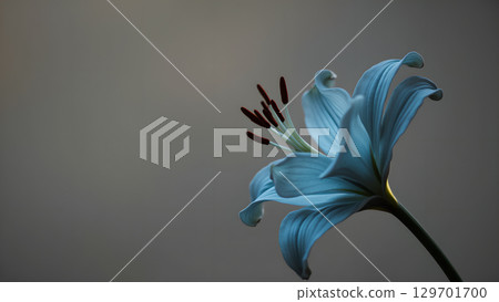 Captivating close-up of a light blue lily flower with delicate petals and pollen, against a muted gray background, showcasing natural beauty Captivating close-up of a light blue lily flower with delicate petals and pollen, against a muted gray background, showcasing natural beauty 129701700