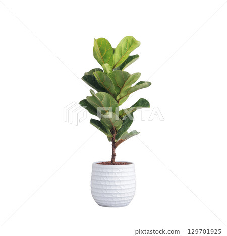 Fiddle leaf fig plant in textured white pot stands against plain background, showcasing its lush green leaves. plant vibrant foliage adds touch of nature and elegance 129701925