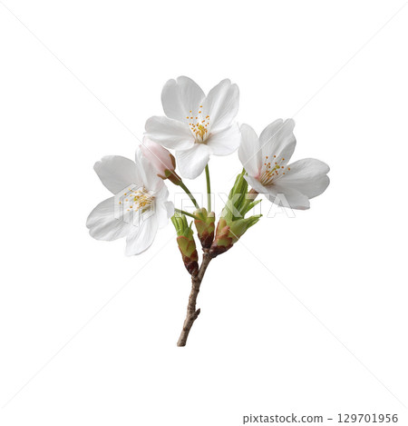 Delicate white cherry blossoms with green buds on branch, symbolizing spring and renewal. soft petals and vibrant colors evoke sense of tranquility and beauty 129701956