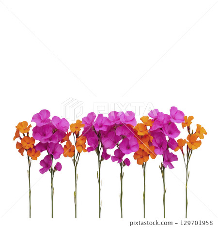 Vibrant pink and orange flowers with green stems are arranged in row against transparency background, creating striking contrast. colorful blooms evoke sense of joy and liveliness 129701958