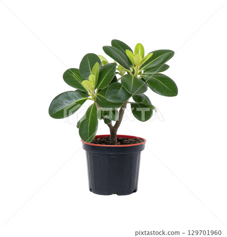 Small potted plant with glossy green leaves sits in black plastic pot, showcasing new growth. plant vibrant foliage contrasts with dark container, creating fresh and lively appearance 129701960