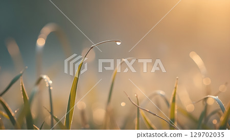 Close up of grass with water drops reflecting morning light, depicting serene and tranquil nature 129702035