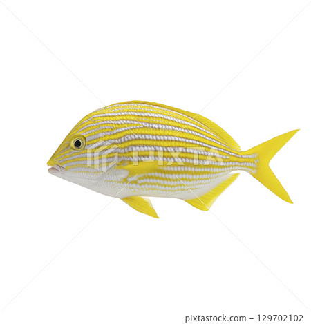 Vibrant yellow fish with horizontal stripes swims gracefully, showcasing its sleek body and distinct pattern. bright colors and streamlined shape suggest tropical marine environment 129702102