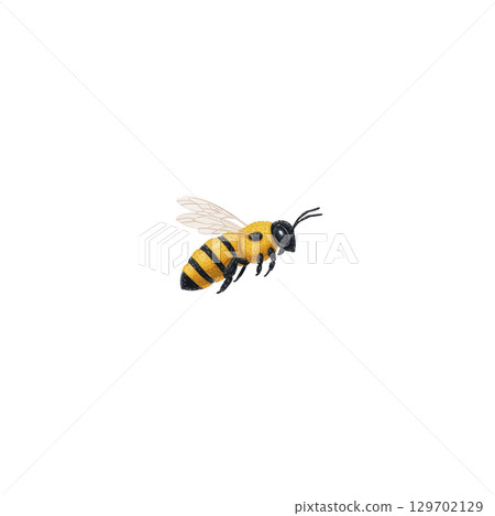 Cute illustration of bee with yellow and black stripes, delicate wings, and cheerful expression, set against plain background 129702129