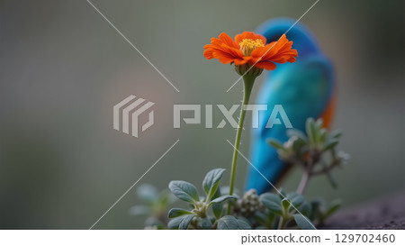 Vibrant orange flower and out of focus tropical bird in a beautiful nature shot captured outdoor Vibrant orange flower and out of focus tropical bird in a beautiful nature shot captured outdoor 129702460