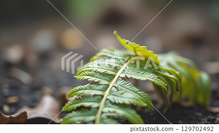 Close up of a fern frond emerging from the earth highlighting natural beauty and growth cycle 129702492