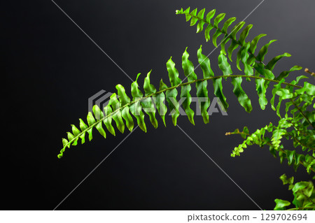 Green fern plant on a black background. 129702694