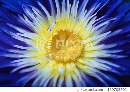 Beautiful water lily flowers floating on the water surface in summer 129702701