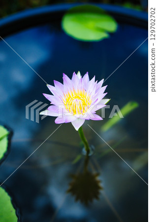 Beautiful water lily flowers floating on the water surface in summer 129702702