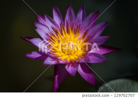 Beautiful water lily flowers floating on the water surface in summer Beautiful water lily flowers floating on the water surface in summer 129702707