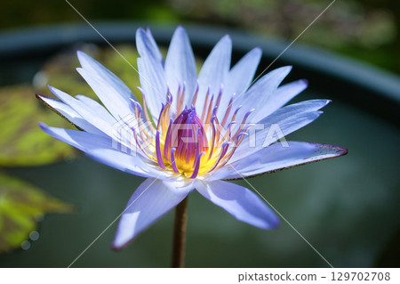 Beautiful water lily flowers floating on the water surface in summer Beautiful water lily flowers floating on the water surface in summer 129702708