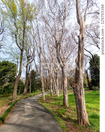 初春陽光照射下的紫薇樹的動態形狀 129703166