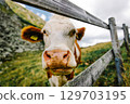 Wide angle close up of a cow head behind a wooden fence on a mountain pasture. The cow curiously looks into the camera, rural atmosphere, natural environment. 129703195