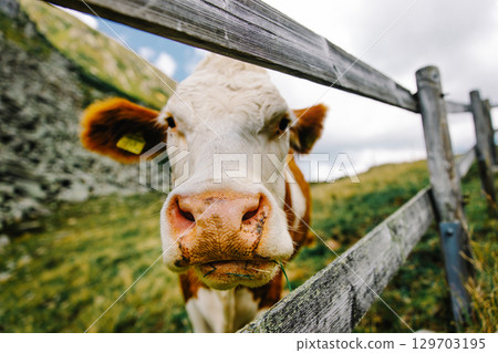 Wide angle close up of a cow head behind a wooden fence on a mountain pasture. The cow curiously looks into the camera, rural atmosphere, natural environment. 129703195