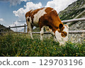 Wide-angle low-angle view of a cow grazing on a mountain meadow in summer. The whole cow is seen from the side, rural atmosphere, vivid colors and pure nature. 129703196
