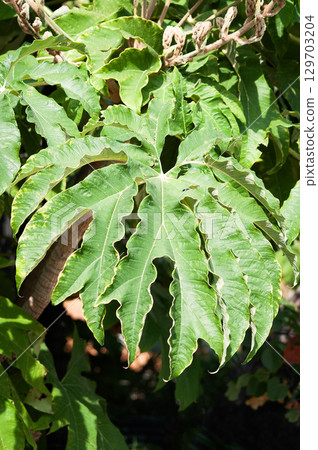 Big leaves of a rice paper plant Tetrapanax papyrifer growing in a greenhouse in England. 129703204