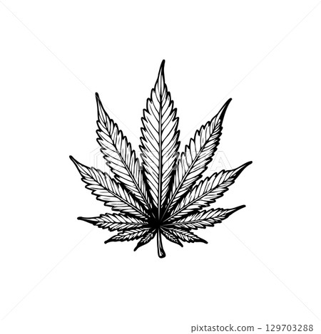 Monochrome hand-drawn cannabis leaf illustration on white background detail Monochrome hand-drawn cannabis leaf illustration on white background detail 129703288