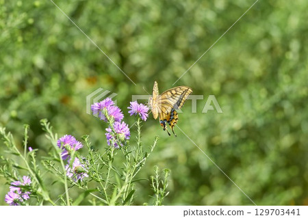 Swallowtail butterfly resting on an aster flower Swallowtail butterfly resting on an aster flower 129703441