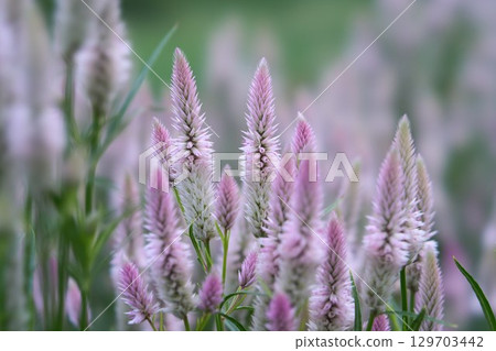 Nogeitou flower 129703442