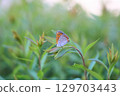 Lycaena phlaeas 129703443