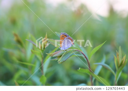 Lycaena phlaeas 129703443