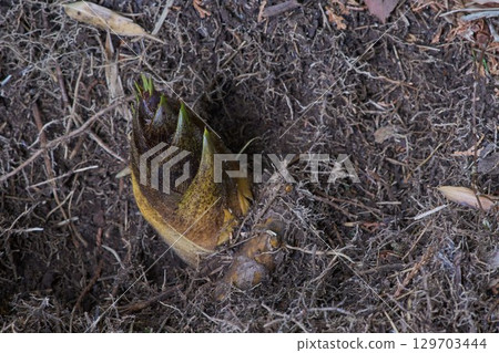 根莖和竹筍 根莖和竹筍 129703444