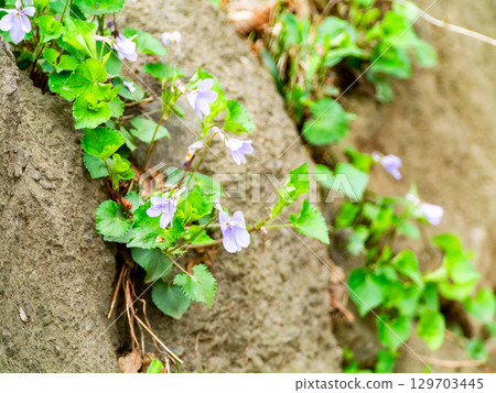 Cute violet flowers herald the arrival of spring 129703445