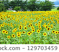 Sunflower summer flower landscape 129703459