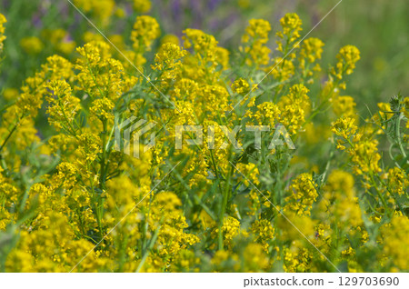 晚春盛開的油菜花 129703690