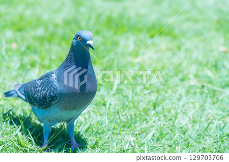 Woman working in a stylish office 129703706