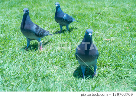 Woman working in a stylish office 129703709