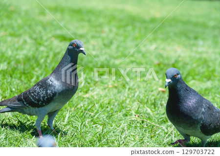 Woman working in a stylish office 129703722