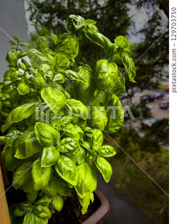 Fresh basil plants thriving on a balcony in a suburban area, showcasing vibrant green leaves and a community backdrop 129703750
