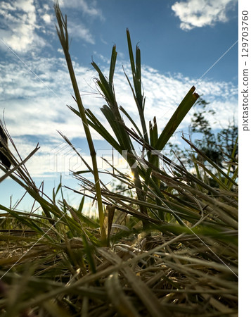 Natural grassland under a clear sky captures the beauty of a tranquil evening at sunset 129703760