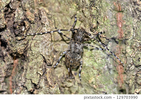 片假名徽標袖口神燈 129703990