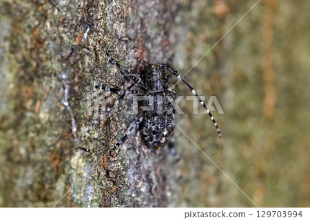 片假名徽標袖口神燈 129703994