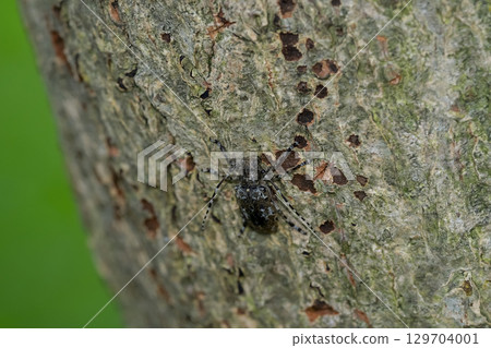 片假名徽標袖口神燈 129704001