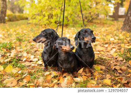 Three black miniature dachshunds on a leash in autumn park with yellow foliage Three black miniature dachshunds on a leash in autumn park with yellow foliage 129704037